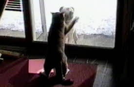 Funniest Pets and People: Please Make Yourself Uncomfortable