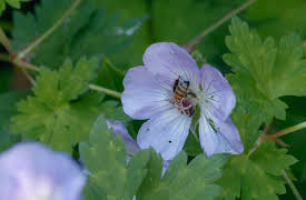 Rick Stein's Food Stories: Glasgow