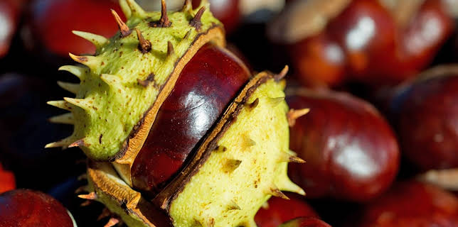 19:10: Vom Ahorn bis zur Zwiebel | ARD Alpha | 11/24 2025