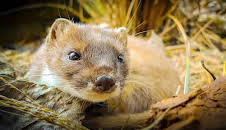 Wildes Neuseeland (3/3)