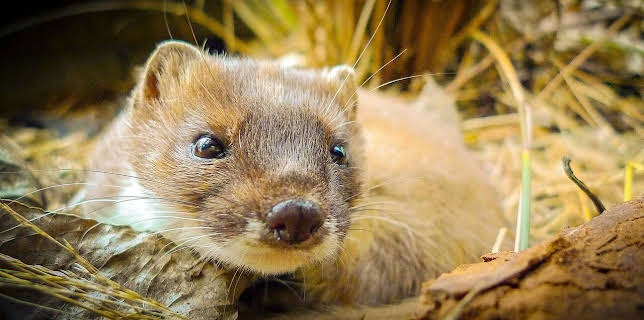 18:35: Wildes Neuseeland (3/3) | Arte | 3/4 2026