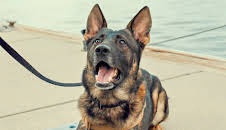 Contraband: Seized At Sea (S1 E8)