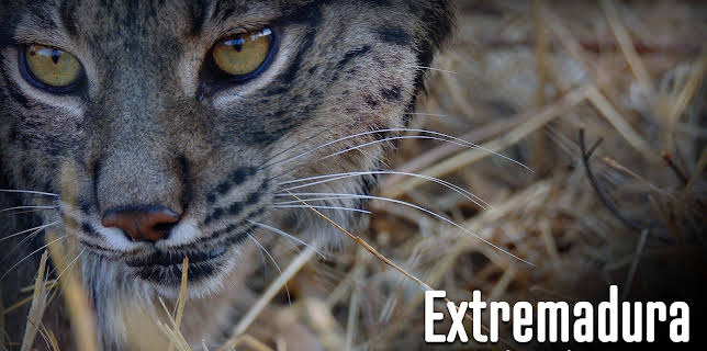 Extremadura: A Natural Paradise in Europe (2022)