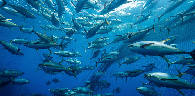 12:10: Thunfisch - Der bedrohte Jäger | ZDFneo | 11/2 2025