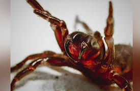 Coyote Peterson: Brave the Wild Season 1: Arachnophobic Nightmares