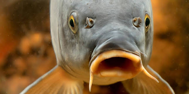 16:30: Erlebnis Erde: Eintauchen ins tiefe Blau - Unsere Seen | WDR Fernsehen | 1/4 2026