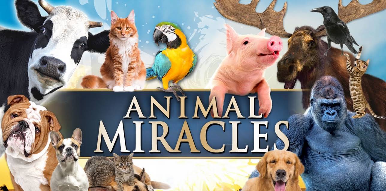 Animal Miracles