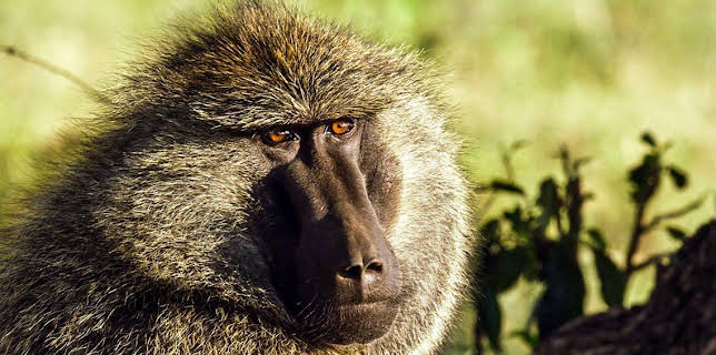 3:30 PM: Serengeti (S1) | BBC Two | 3/23 2026