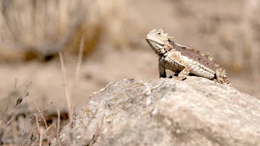 10:25: Little Giants (S1 E1) (S1) | Animal Planet | 2/15 2026
