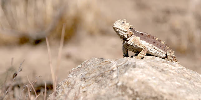 09:25: Little Giants (S1 E1) (S1) | Animal Planet | 11/16 2025