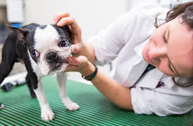 Life at Vet University: Episode 4