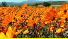 Wildes Südafrika - Wo die Wüste blüht