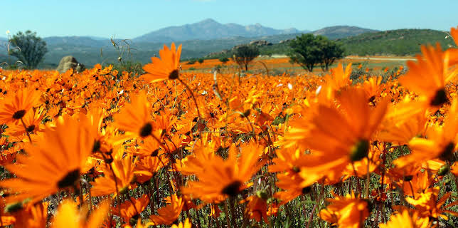 11:20: Wildes Südafrika - Wo die Wüste blüht | 3SAT | 2/15 2026