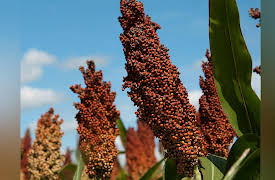 Food: A Cultural Culinary History: African and Aboriginal Cuisines