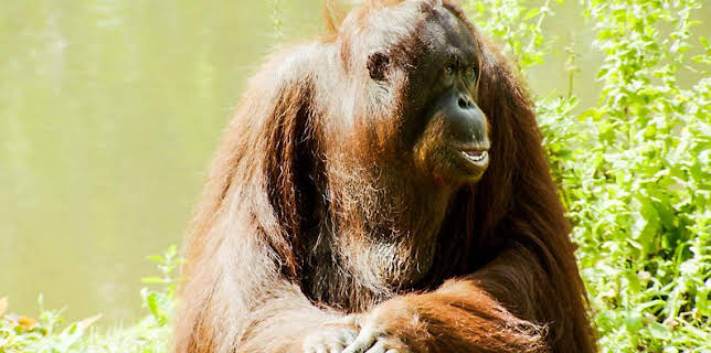 9:55 AM: The Zoo (S1) | CBBC | 12/1 2025