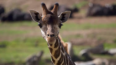 06:50: The Zoo: San Diego (S2 E3) (S2) | Animal Planet | 7/10 2026