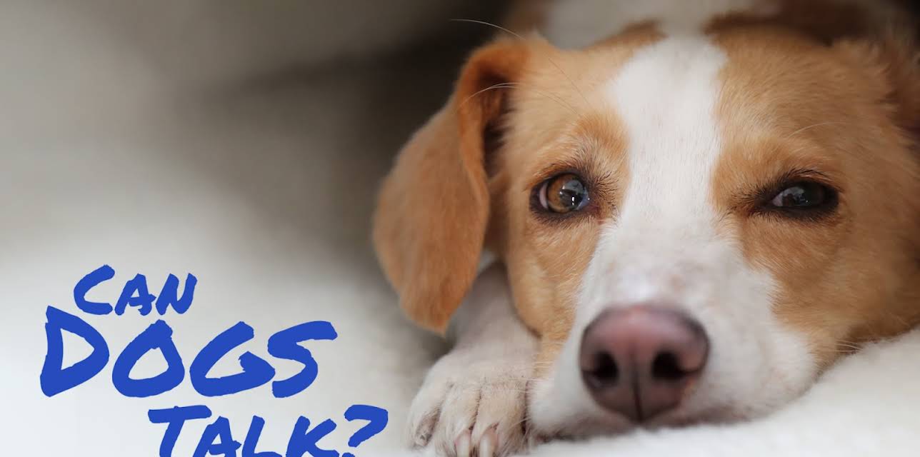 Can Dogs Talk? (2026)