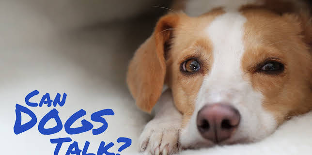 Can Dogs Talk? (2026)