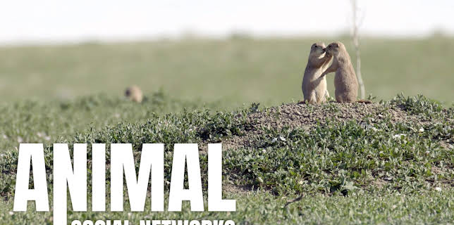 Animal Social Networks