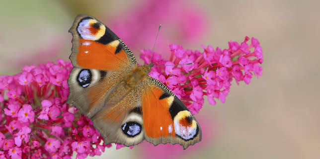 10:00: Schnittgut. Alles aus dem Garten | ARD Alpha | 2/9 2026