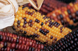 Big History: The Big Bang, Life on Earth, and the Rise of Humanity: Threshold 7—Agriculture