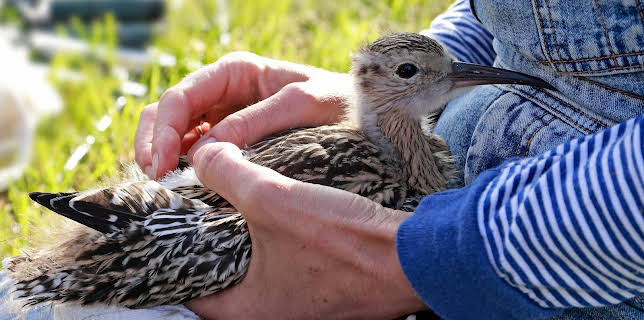 14:00: die nordstory - Hoffnung für den Brachvogel | Radio Bremen | 1/22 2026