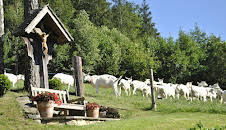 Vom Almenland in die Waldheimat