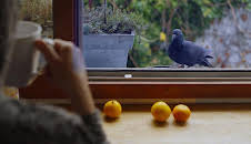 Meine wilden Nachbarn