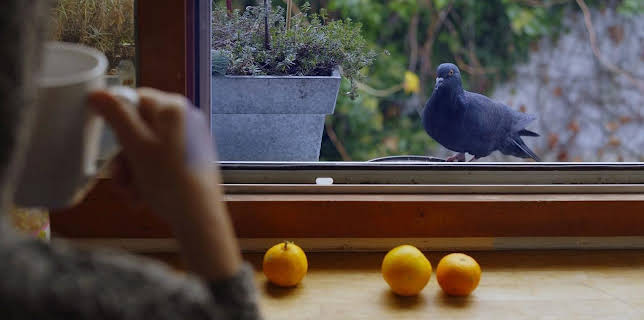 05:04: Meine wilden Nachbarn | Arte | 11/17 2025