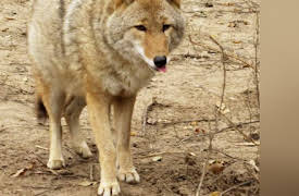 Animal Planet Presents Season 1: Turtleman's Kentucky