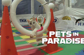 Pets in Paradise TV: Seeing-Eye Dogs