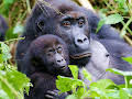 Gorilla Family & Me