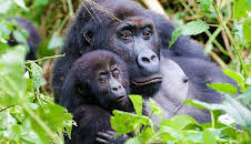 Gorilla Family & Me (1)