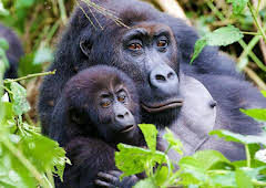 Gorilla Family & Me