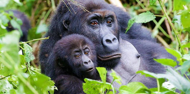 4:15 PM: Gorilla Family & Me | BBC Two | 12/11 2025