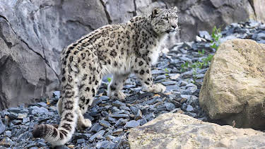 12:40 PM: Go Wild (S2) | Cbeebies | 3/30 2026