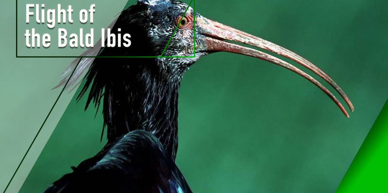 Flight of the Bald Ibis (2003)
