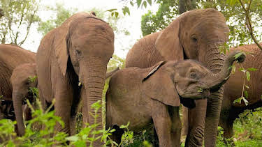 12:10 PM: Hamza Loves Animals: Africa (S1) | Cbeebies | 7/12 2026