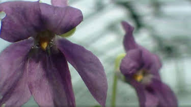 6:10 AM: The A to Z of TV Gardening | BBC Two | 9/27 2026