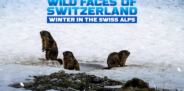 Wild Faces Of Switzerland Winter In The Swiss Alps (2024)