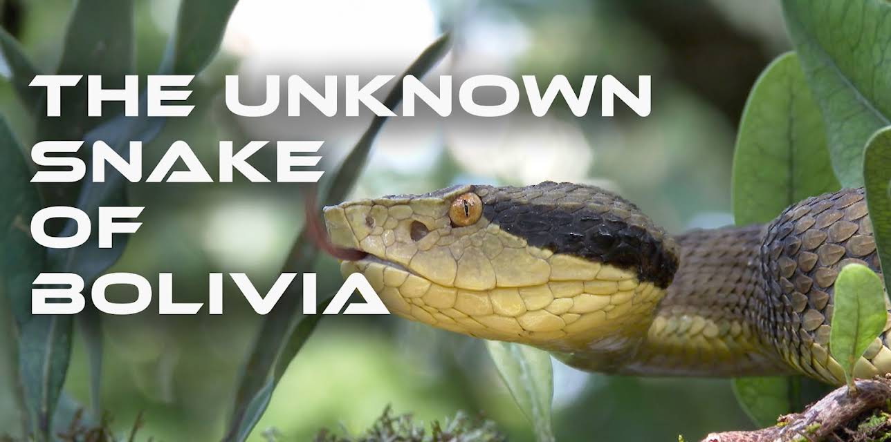 The Unknown Snake of Bolivia