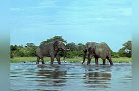 The Elephants' Empire: The Wandering Male