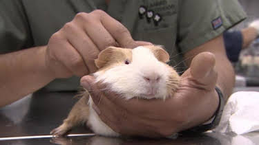 3:00 PM: Dr. Jeff: Rocky Mountain Vet (S4) | Discovery Channel | 4/9 2026