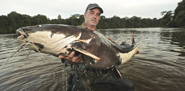 21:05: Giganten unter Wasser - Riesenfischen auf der Spur | Kabel Eins Doku | 12/12 2025