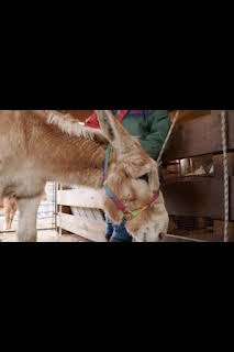 23:45: El increíble doctor Pol: Uno para todos, y todos para Pol | Nat Geo Wild | 3/11 2026