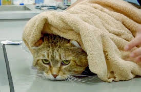 My Pet Ate What!?: Magnetic Milestone