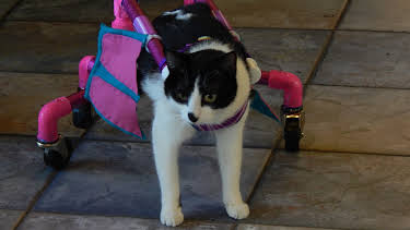 16:00: My Cat From Hell (S7 E3) (S7) | Animal Planet | 4/30 2026