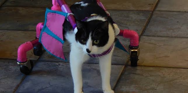 05:25: My Cat From Hell (S7 E3) (S7) | TLC | 8/5 2025