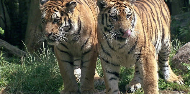 03:05: Elefant, Tiger & Co (527) | MDR Fernsehen | 2/5 2026