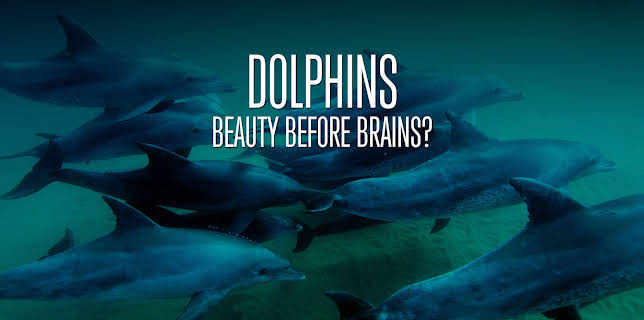 Dolphins: Beauty Before Brains? (2011)